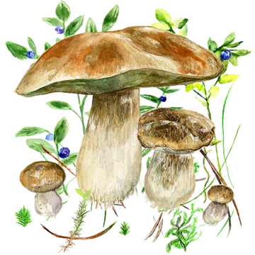 Ikona aplikace Mushrooms app